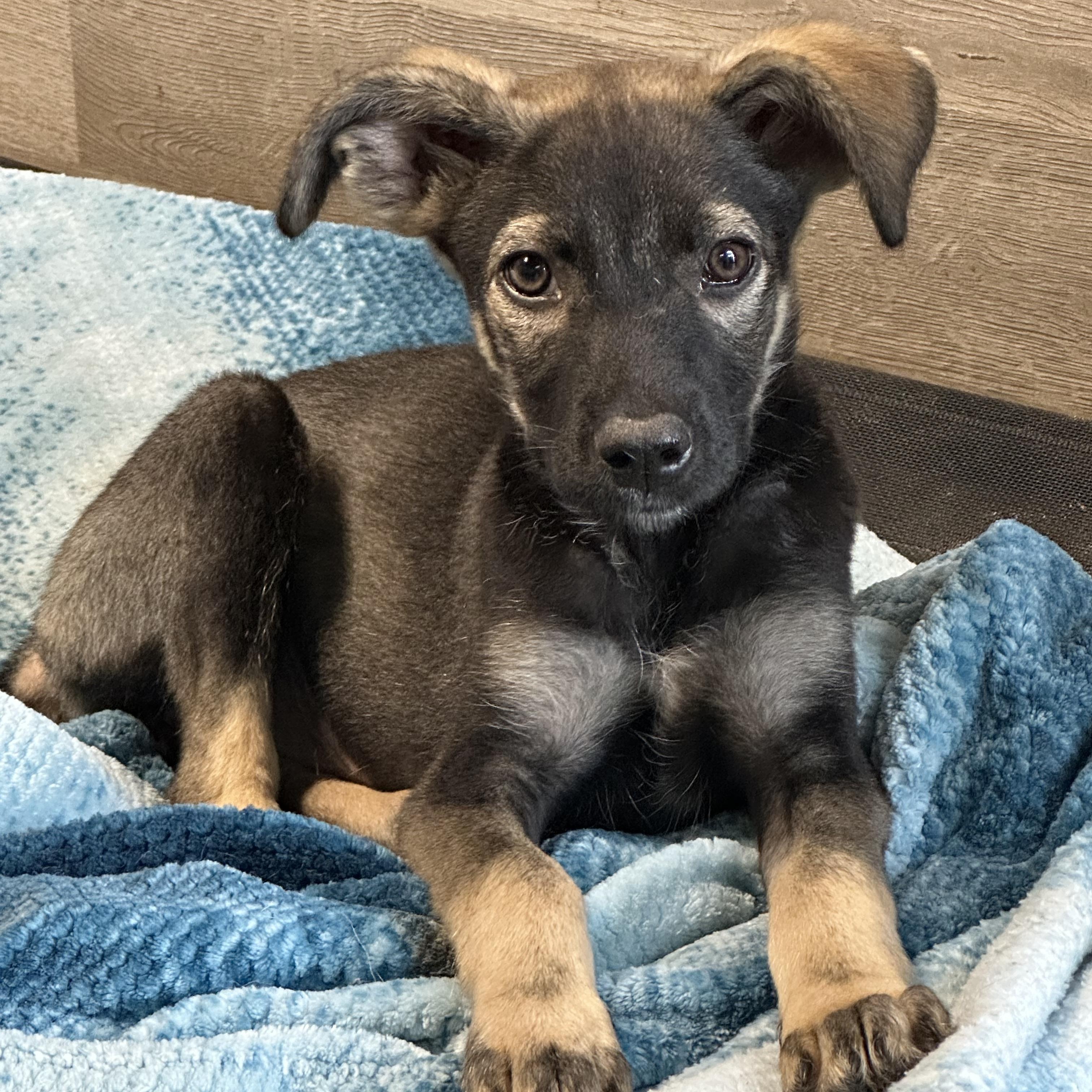 Molly, adopted, Puppy Female Husky & Shepherd.