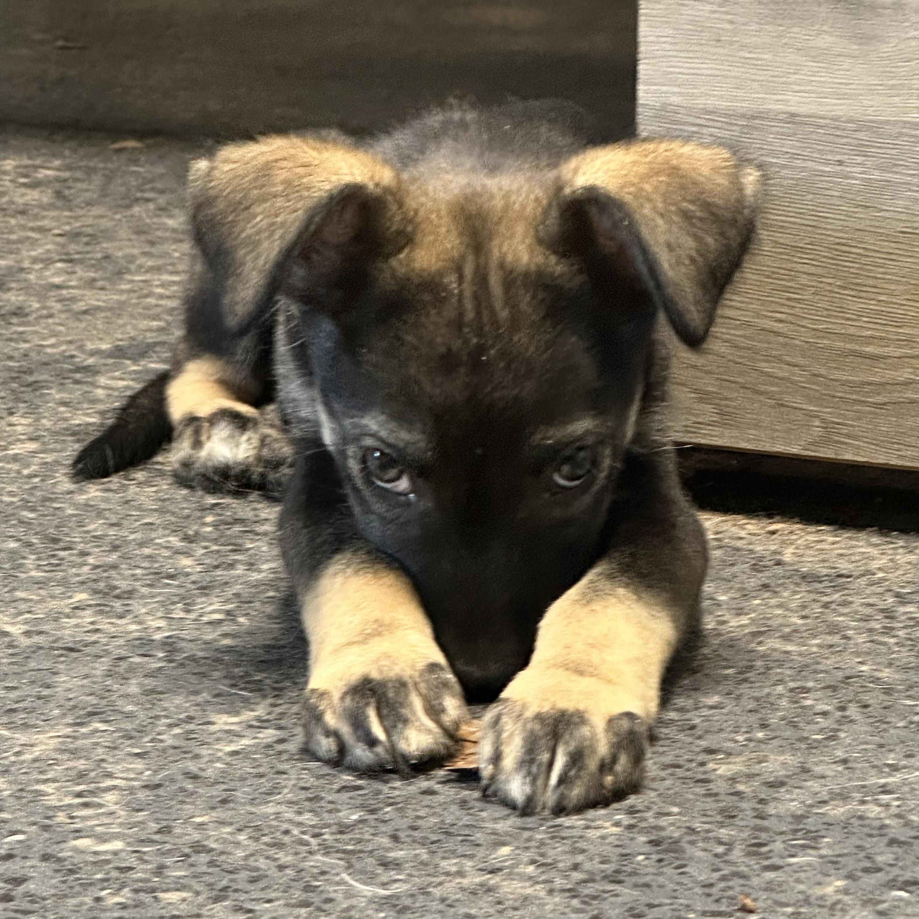 Molly, an adopted mixed breed in Baytown, TX image 6/6
