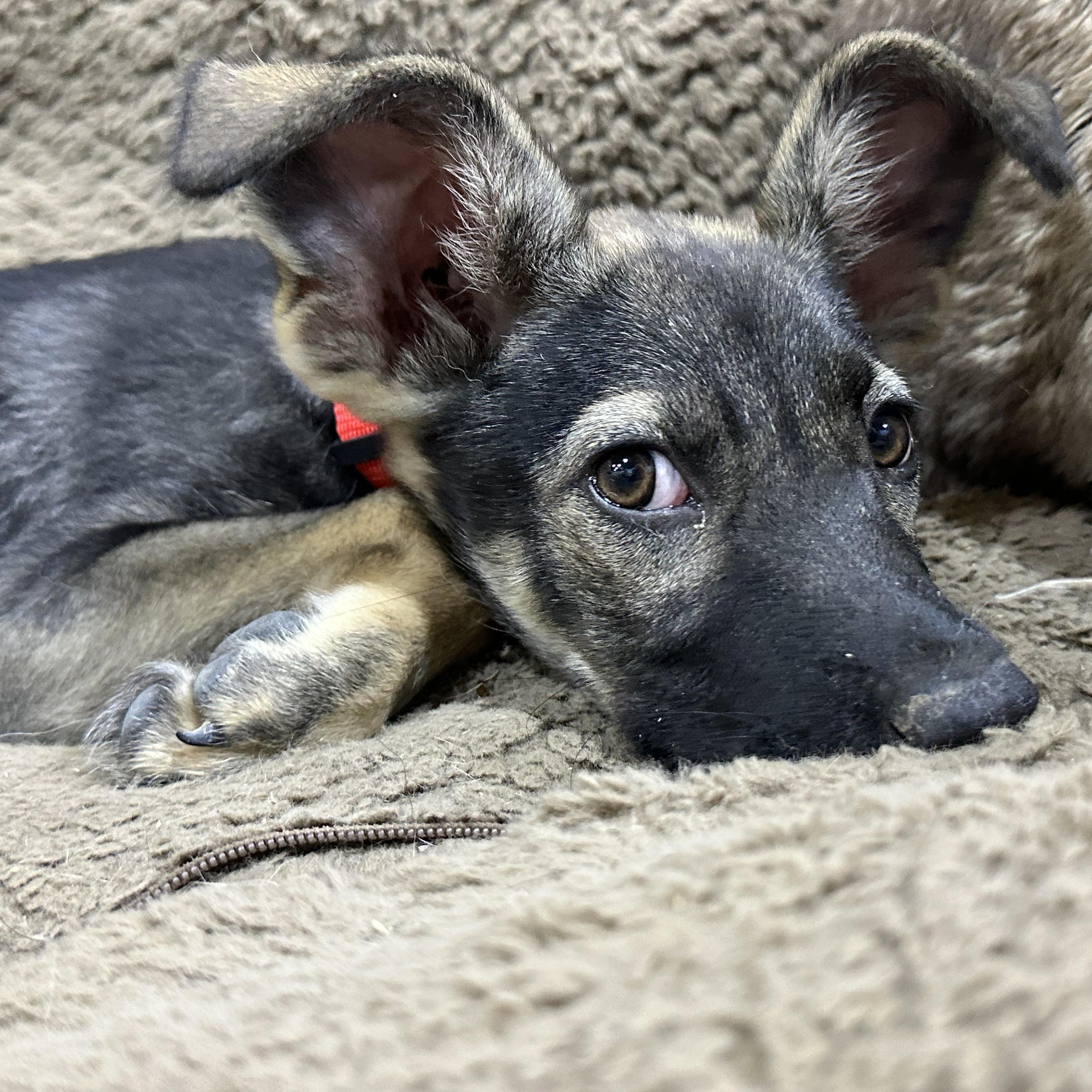 Molly, an adopted mixed breed in Baytown, TX image 5/6