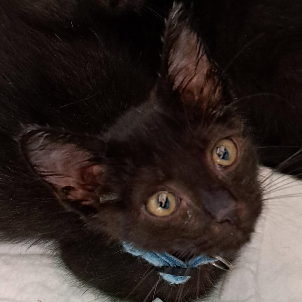 Enlarge Tango, a Adoptable Domestic Short Hair in Green Forest, AR image 1/1
