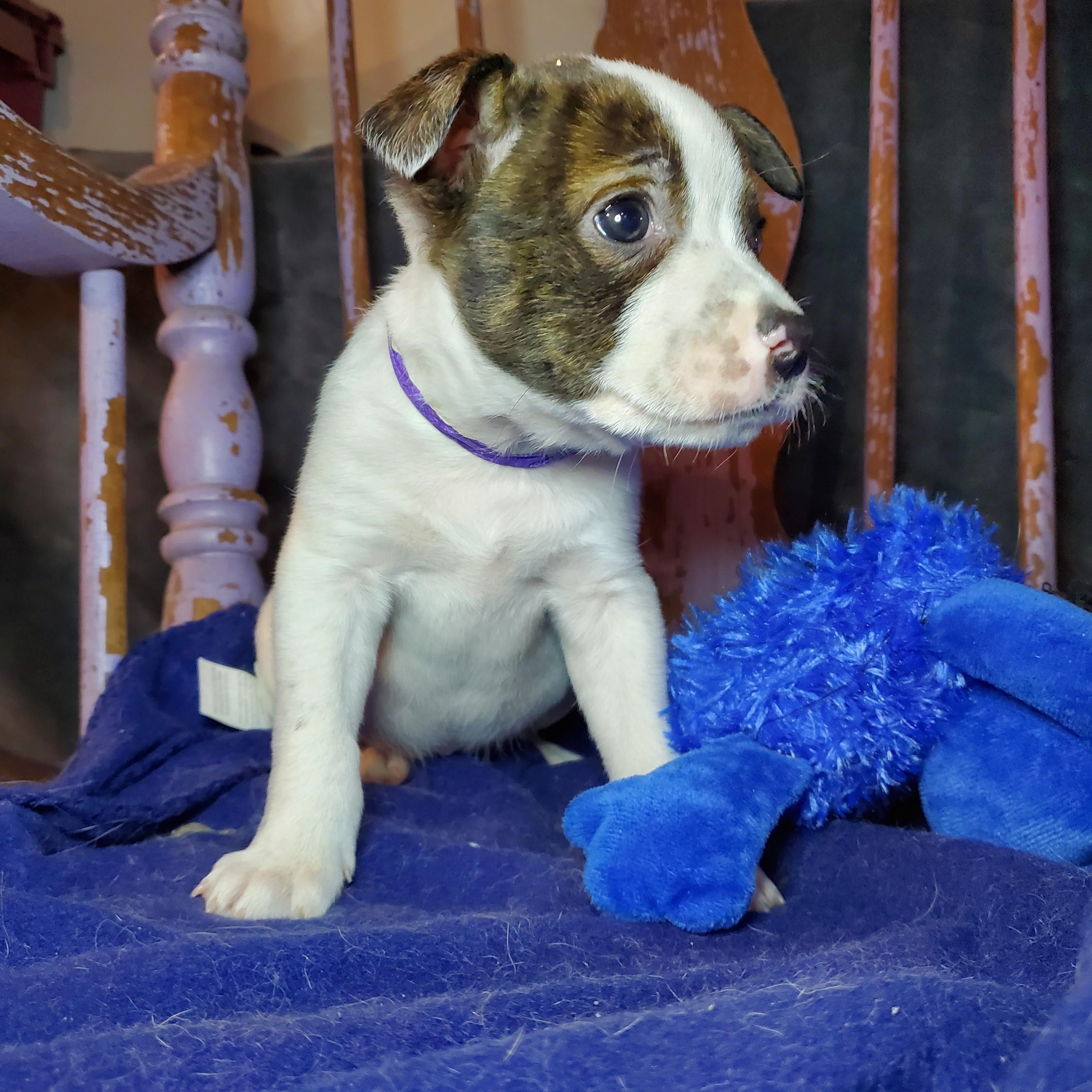 Enlarge Greg, a Adoptable mixed breed in Blairstown, NJ image 5/6