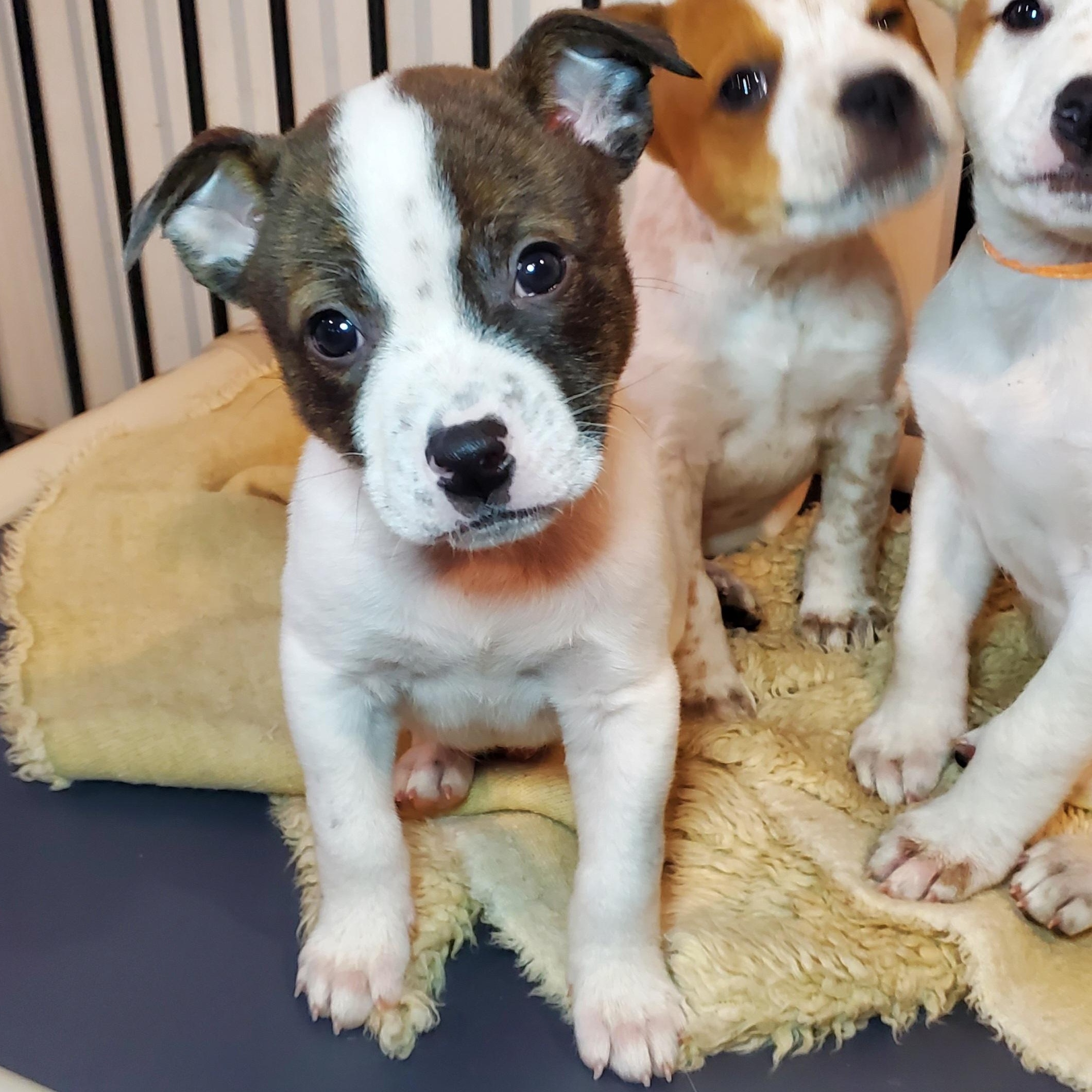 Enlarge Greg, a Adoptable mixed breed in Blairstown, NJ image 1/6