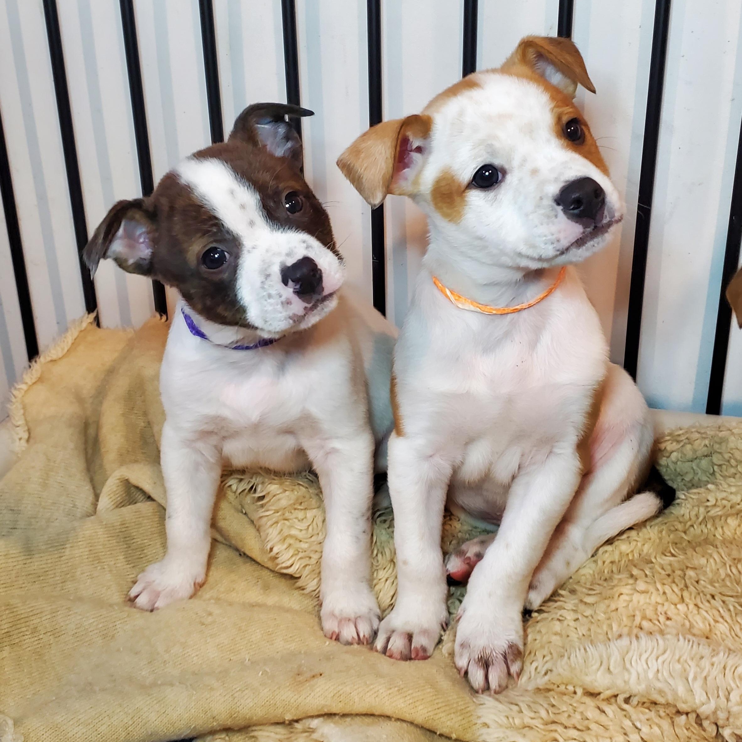 Enlarge Greg, a Adoptable mixed breed in Blairstown, NJ image 4/6