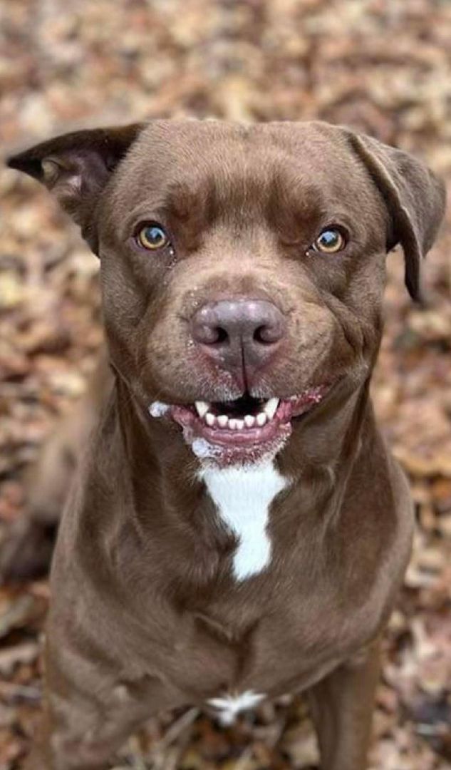 Enlarge Ben, a Adoptable mixed breed in Washingtonville, NY image 1/3