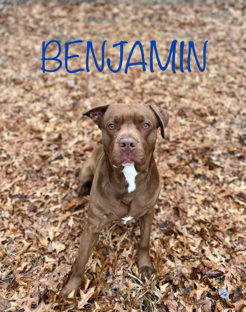 Ben, Adult Male American Staffordshire Terrier