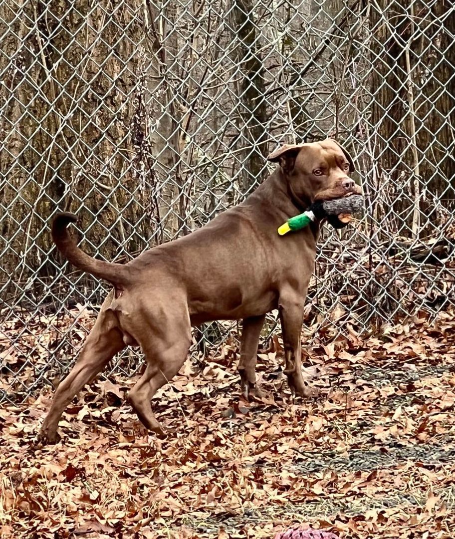 Enlarge Ben, a Adoptable mixed breed in Washingtonville, NY image 3/3