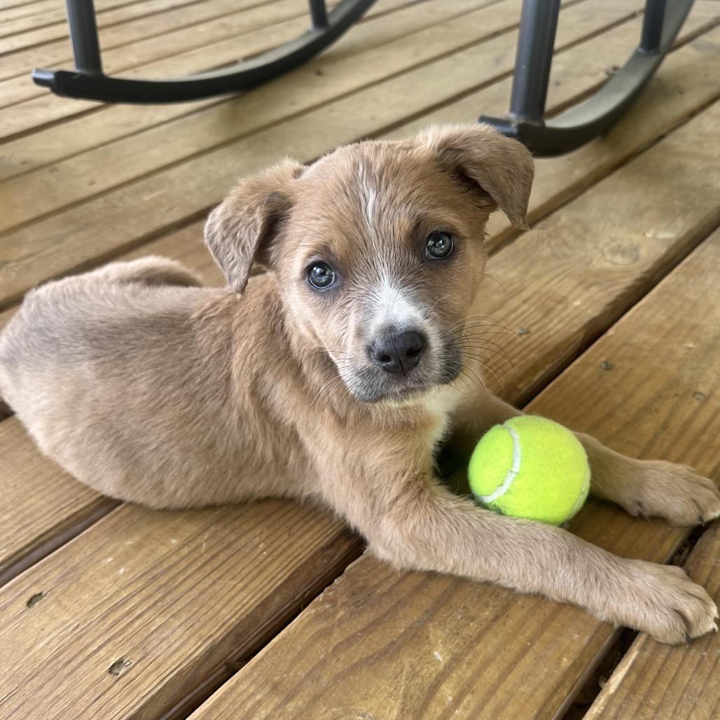 Astrid, Adoptable, Puppy Female Mixed Breed.