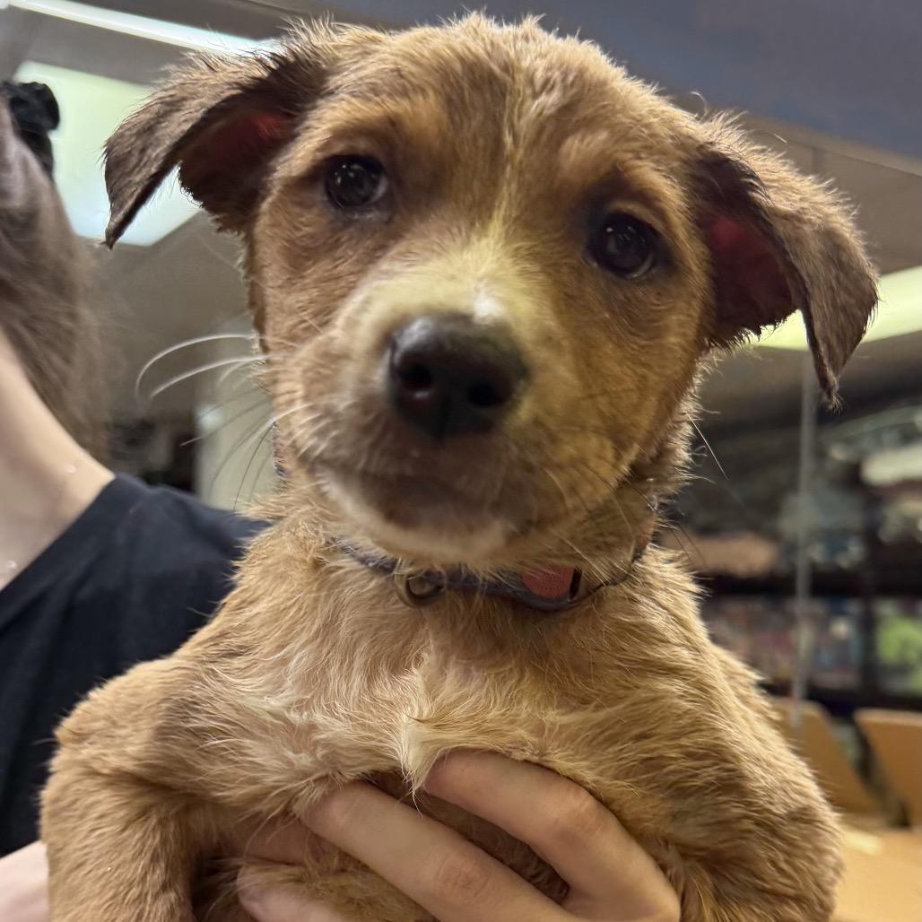Enlarge Astrid, a Adoptable Mixed Breed in Austell, GA image 2/5