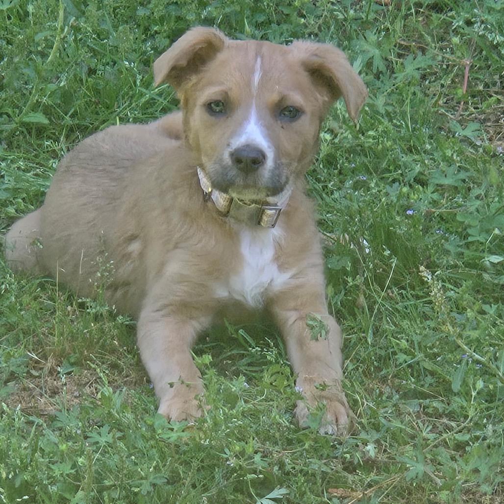 Enlarge Astrid, a Adoptable Mixed Breed in Austell, GA image 3/5