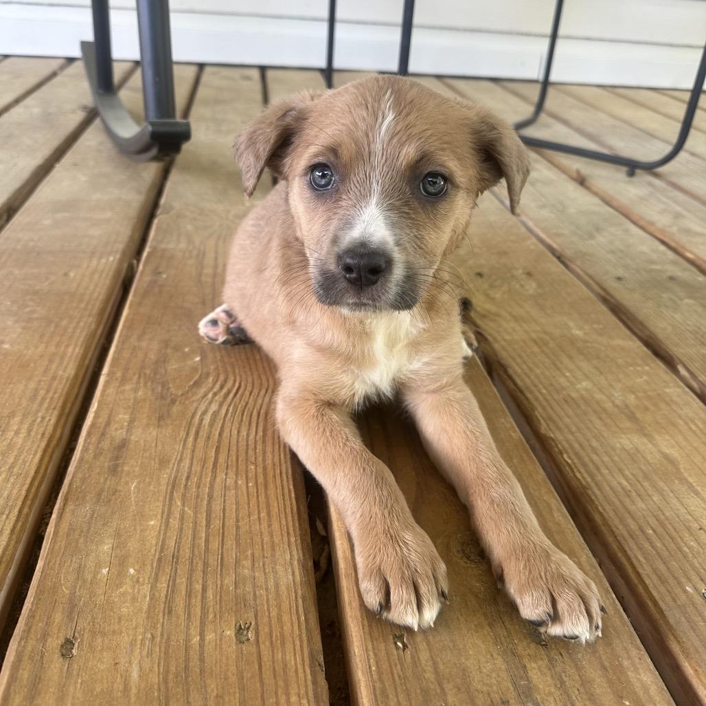 Enlarge Astrid, a Adoptable Mixed Breed in Austell, GA image 4/5