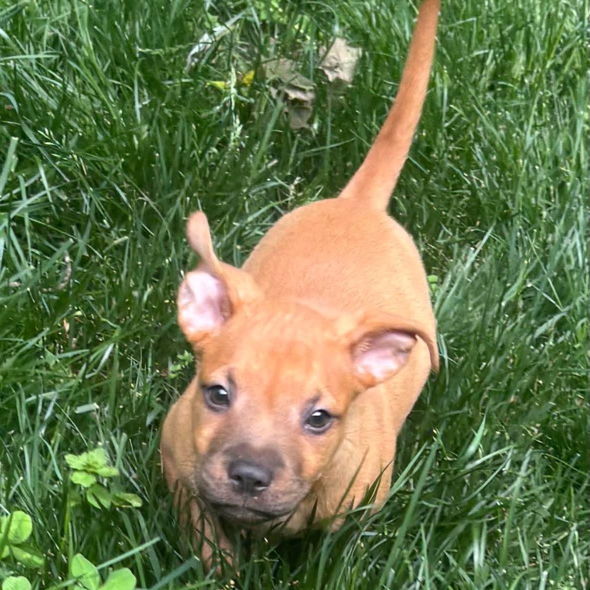 Enlarge Gravy, a ADOPTABLE mixed breed in Bethlehem, PA image 2/6