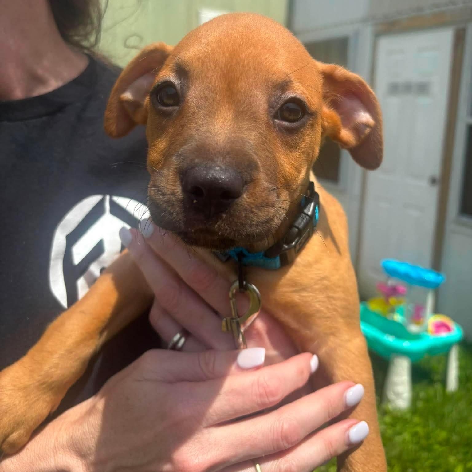 Enlarge Gravy, a ADOPTABLE mixed breed in Bethlehem, PA image 3/6