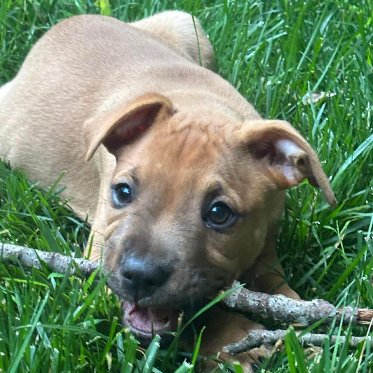 Gravy, ADOPTABLE, Puppy Male Labrador Retriever & Hound.