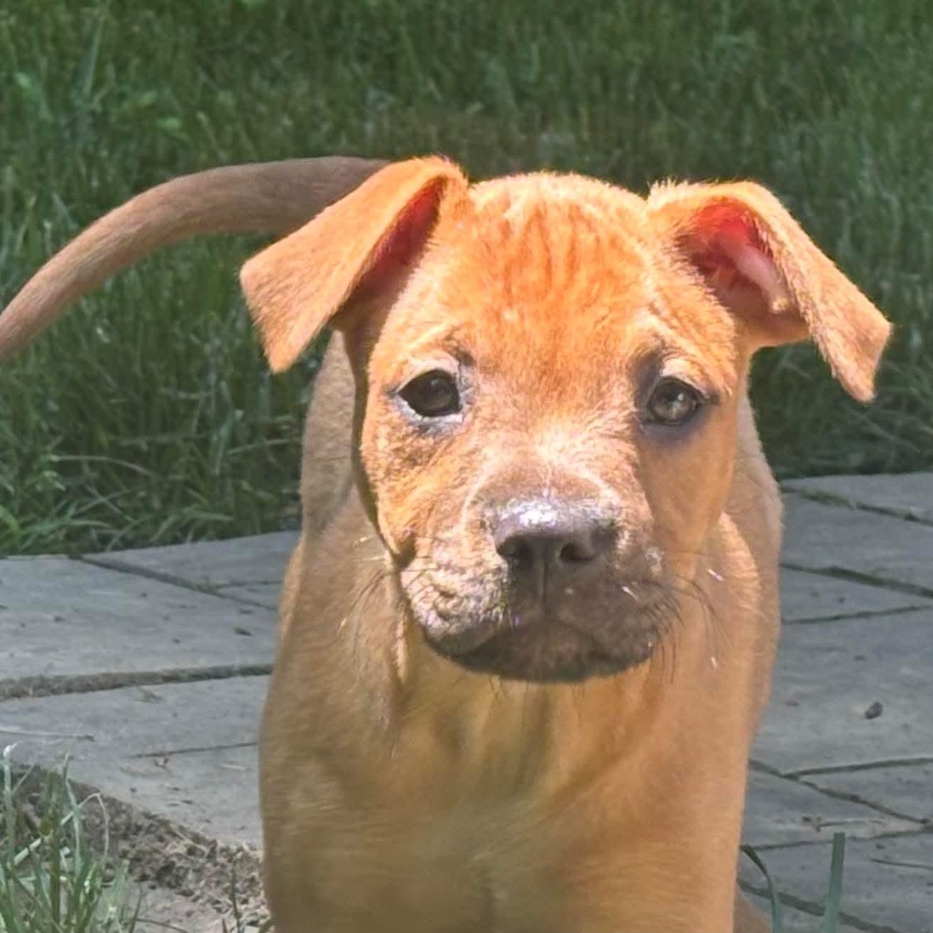 Enlarge Gravy, a ADOPTABLE mixed breed in Bethlehem, PA image 6/6