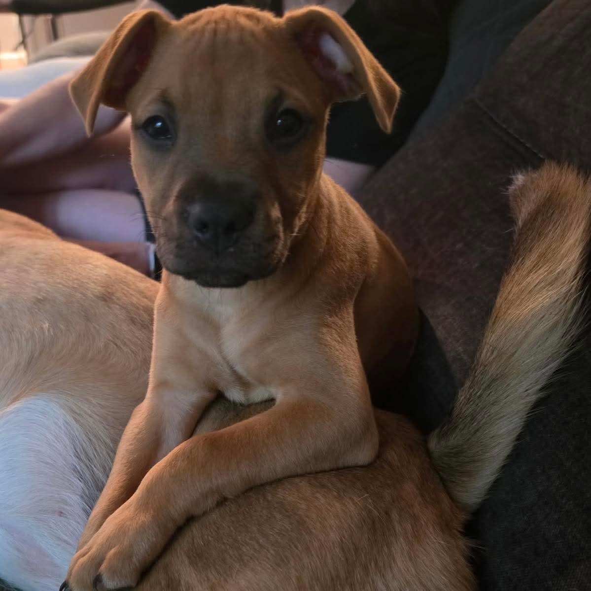 Enlarge Gravy, a ADOPTABLE mixed breed in Bethlehem, PA image 5/6