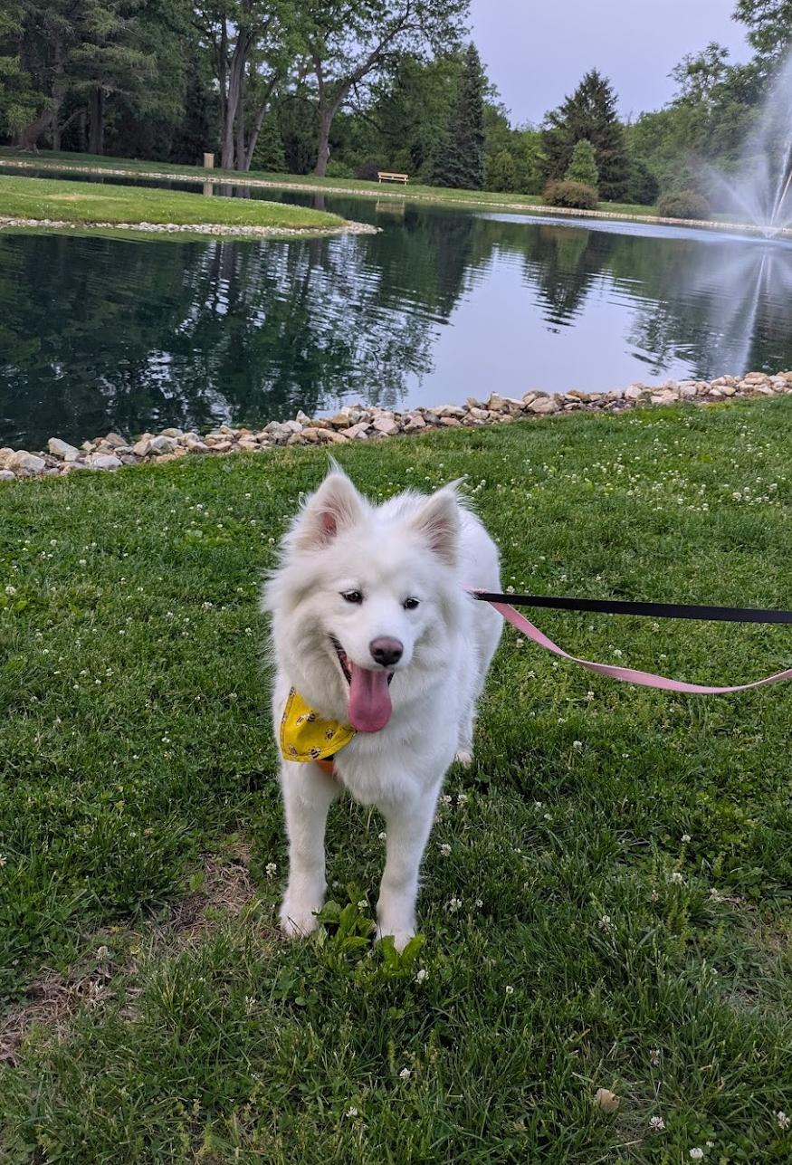 Whimsy Joy, a ADOPTABLE Samoyed in Milwaukee, WI image 5/6
