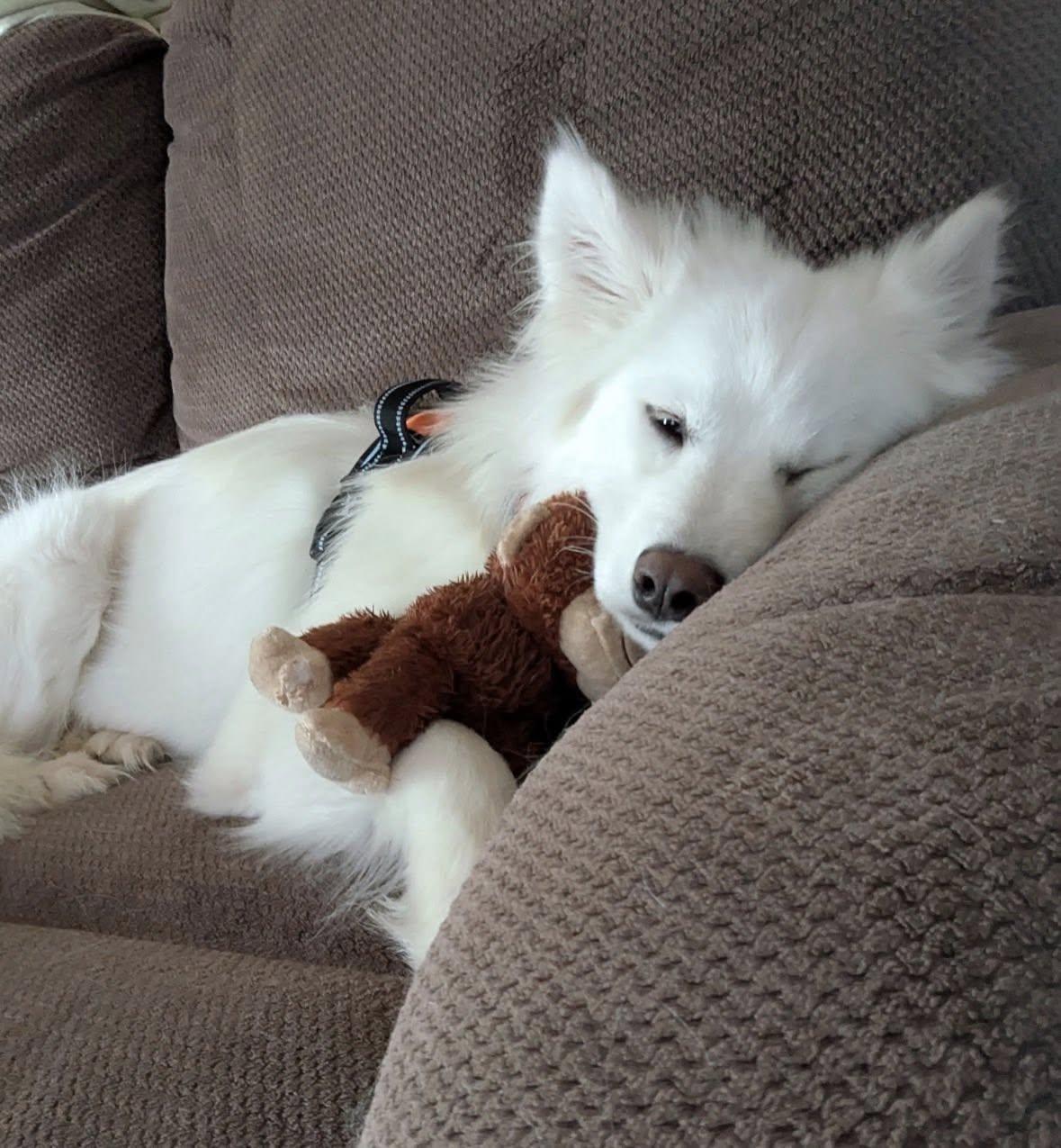Enlarge Whimsy Joy, a ADOPTABLE Samoyed in Milwaukee, WI image 6/6