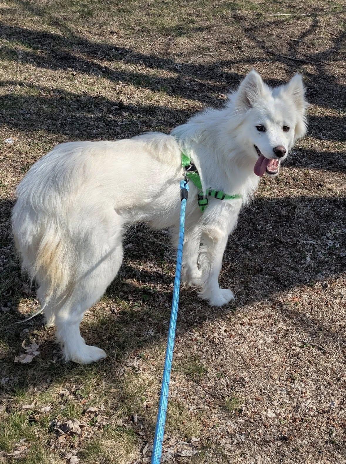 Enlarge Whimsy Joy, a ADOPTABLE Samoyed in Milwaukee, WI image 5/6