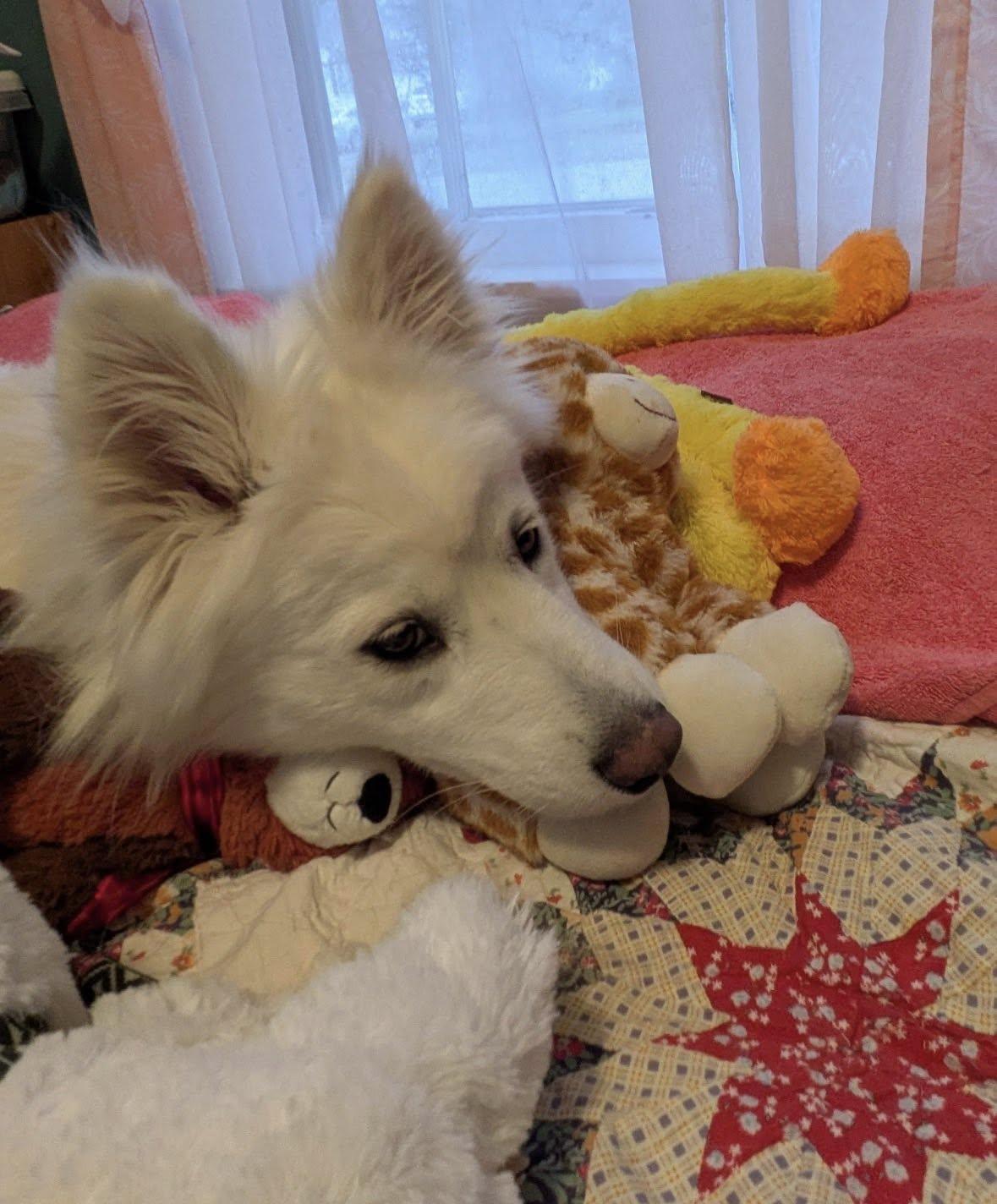 Enlarge Whimsy Joy, a ADOPTABLE Samoyed in Milwaukee, WI image 3/6