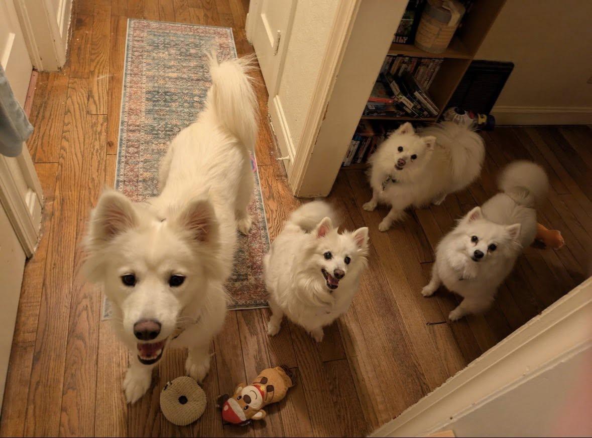 Enlarge Whimsy Joy, a ADOPTABLE Samoyed in Milwaukee, WI image 2/6