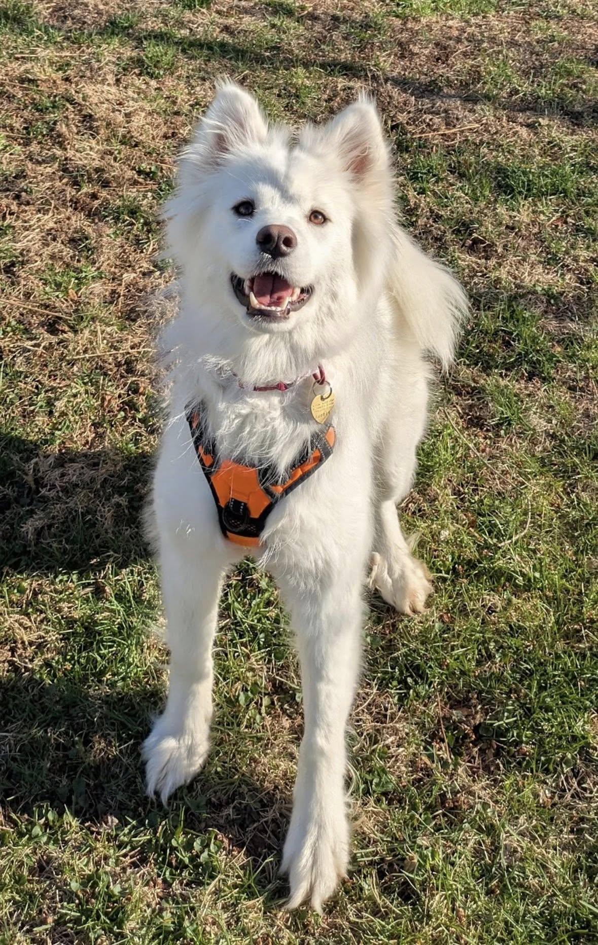 Enlarge Whimsy Joy, a ADOPTABLE Samoyed in Milwaukee, WI image 4/6