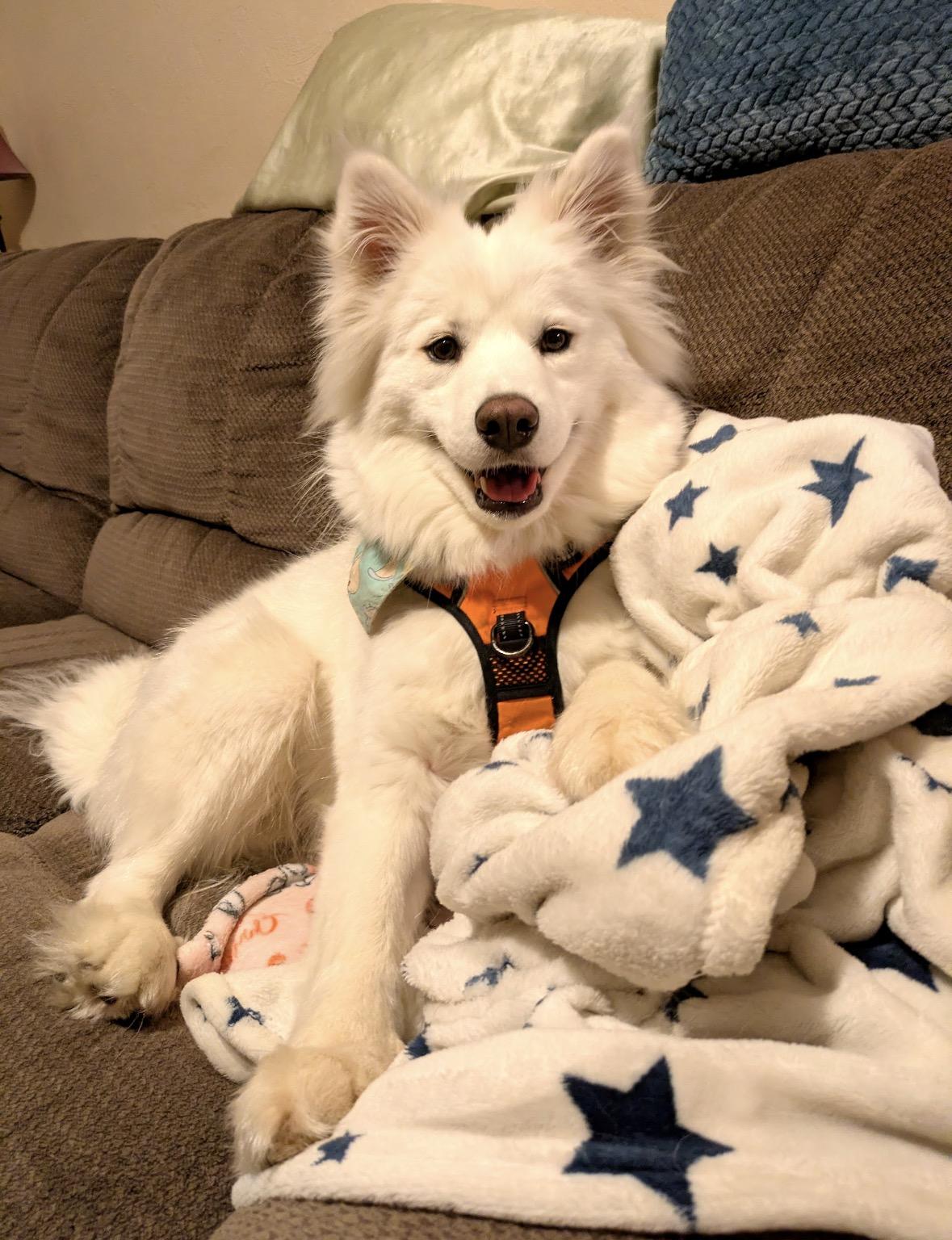 Whimsy Joy, a ADOPTABLE Samoyed in Milwaukee, WI image 1/6
