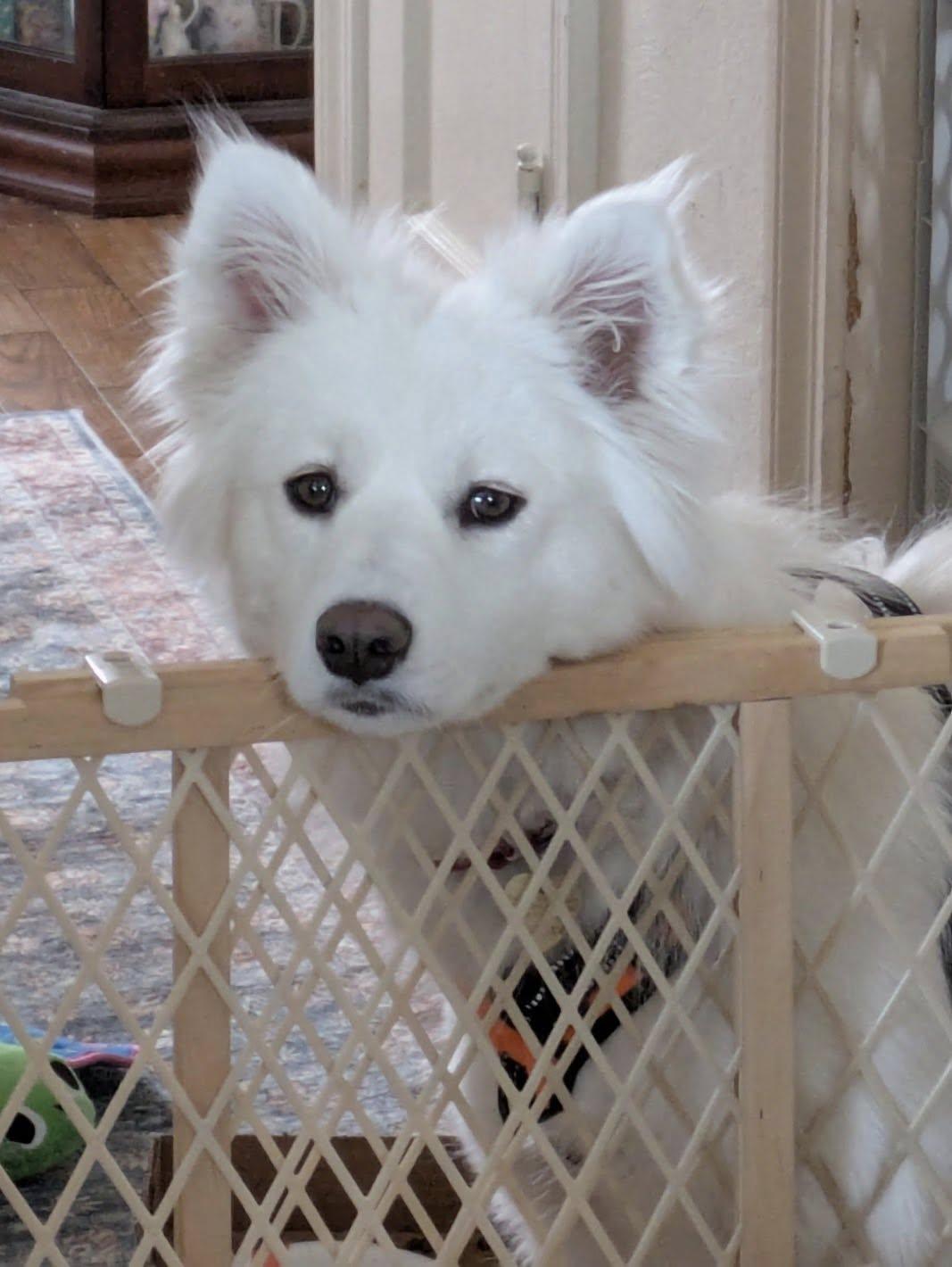 Whimsy Joy, ADOPTABLE, Young Female Samoyed.