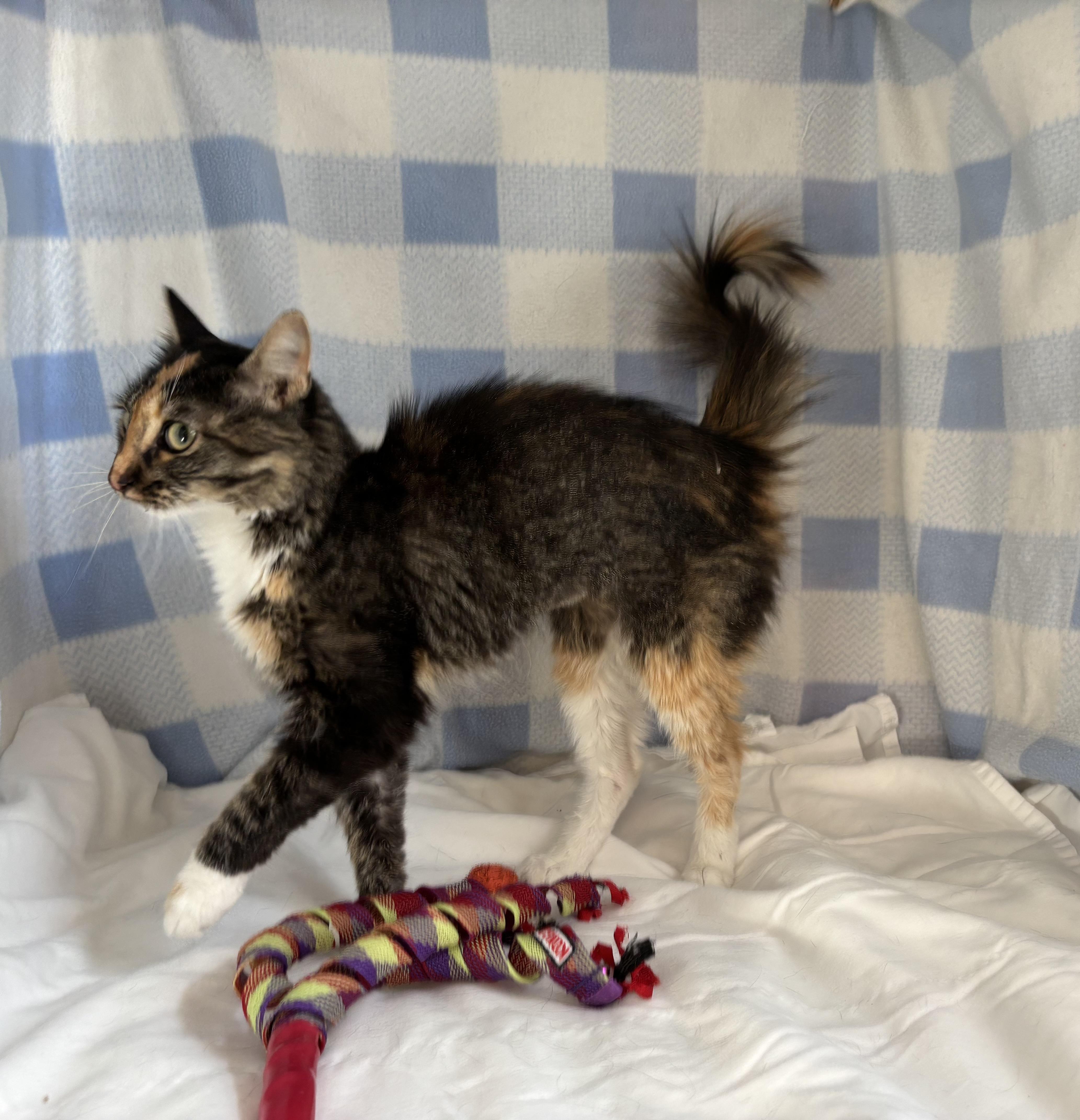 Veggie, Adoptable, Adult Female Domestic Medium Hair.