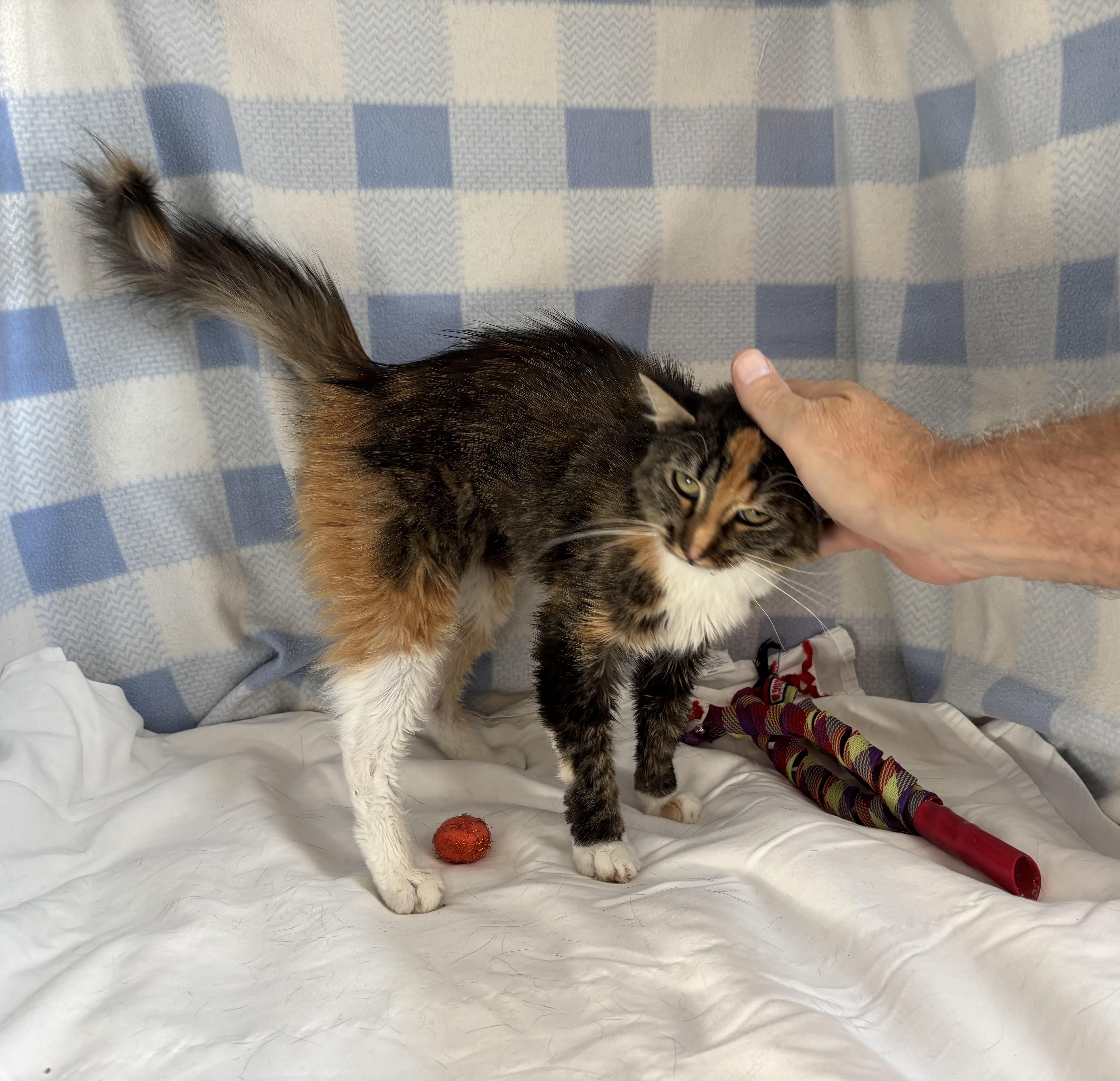 Veggie, a Adoptable Domestic Medium Hair in Torrington, WY image 2/3