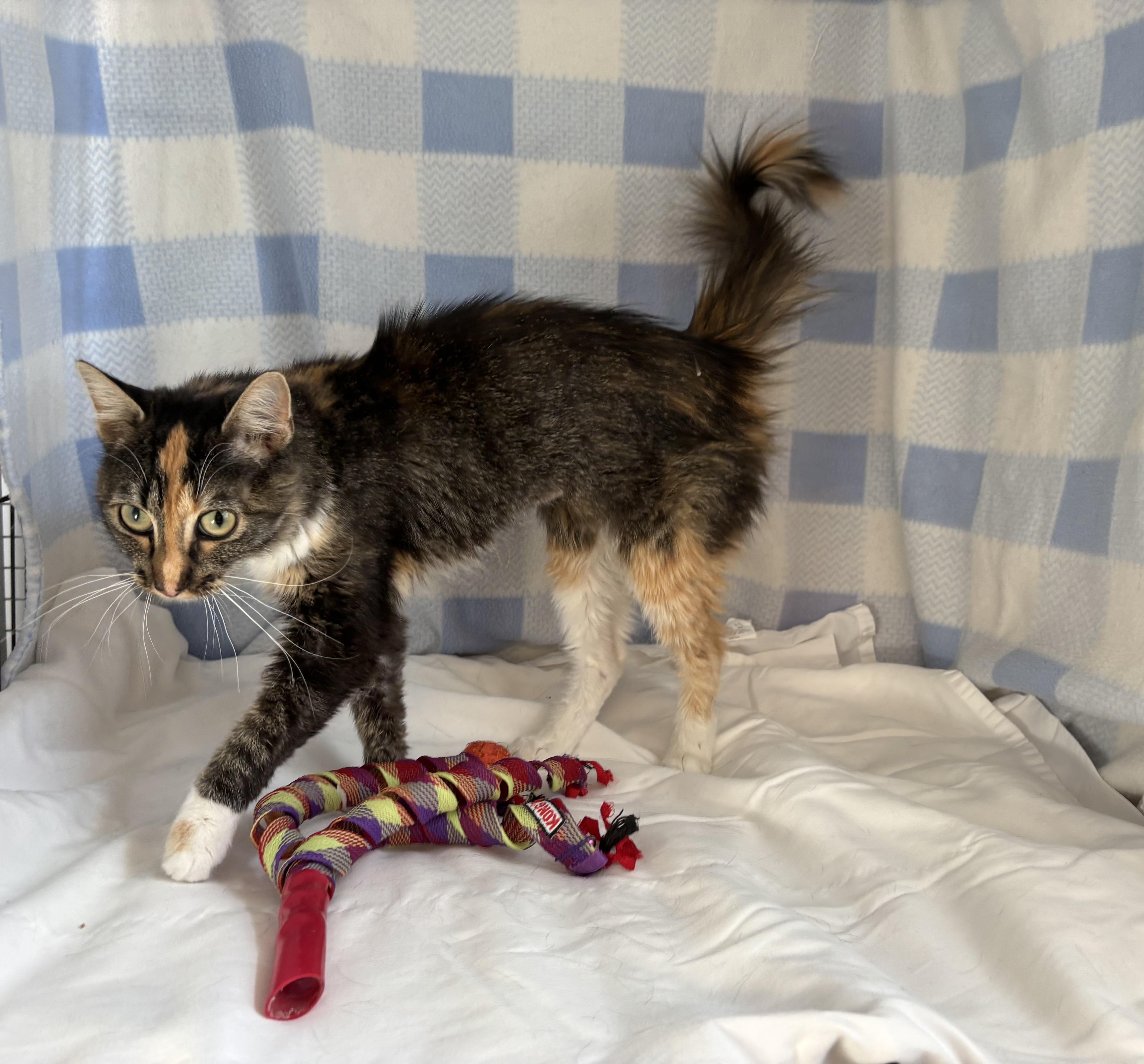 Veggie, a Adoptable Domestic Medium Hair in Torrington, WY image 3/3