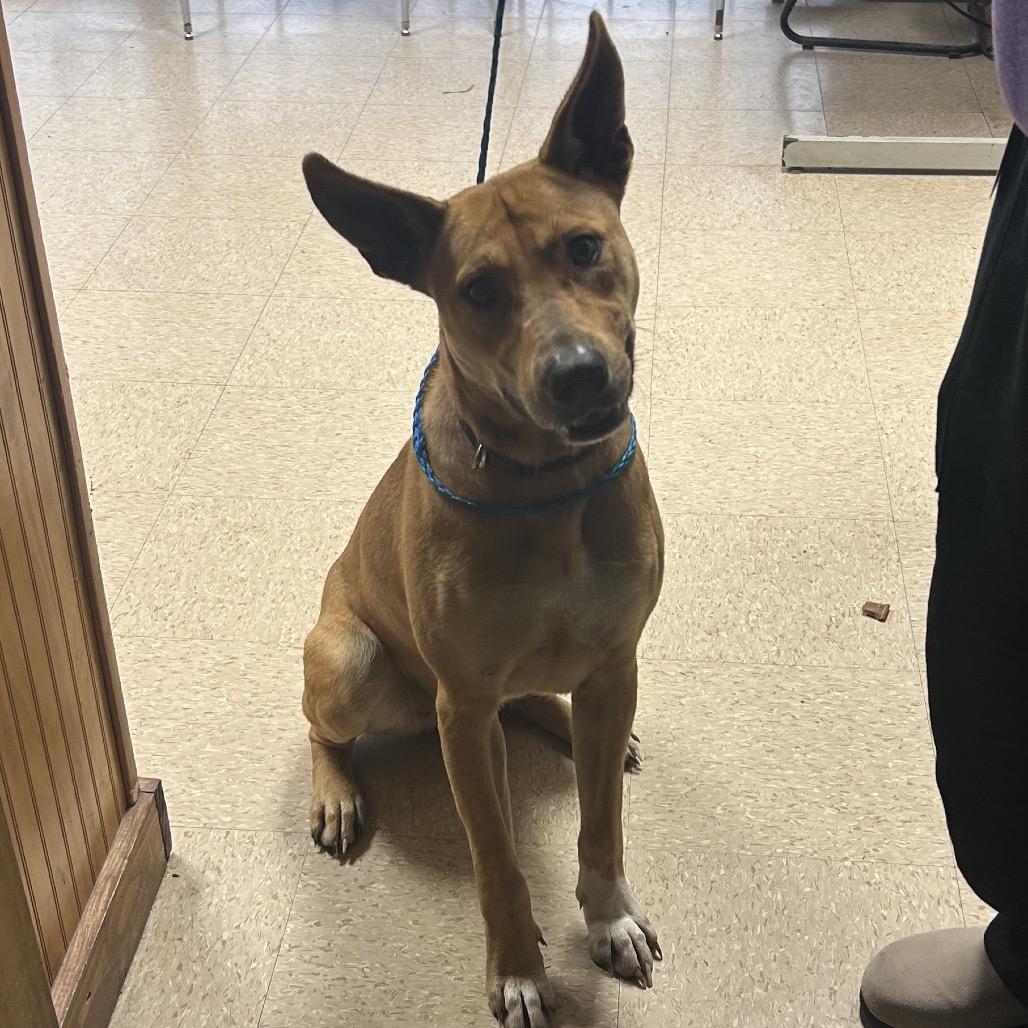 Enlarge Shelby, a Adoptable mixed breed in Bryan, TX image 1/1