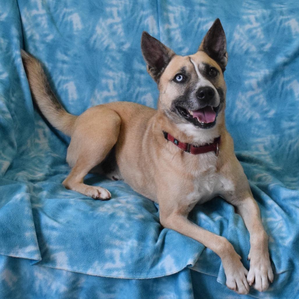 Odie, a Adoptable mixed breed in Eureka, CA image 1/4