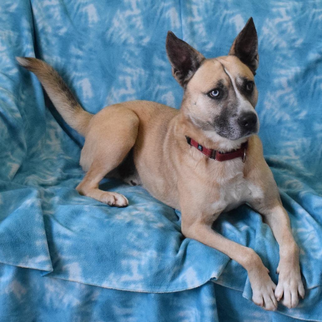 Odie, a Adoptable mixed breed in Eureka, CA image 2/4