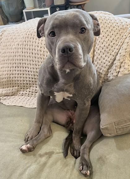 Enlarge Maggie May, a Adoptable mixed breed in Seattle, WA image 1/3