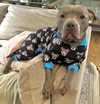 Enlarge Maggie May, a Adoptable mixed breed in Seattle, WA image 2/3