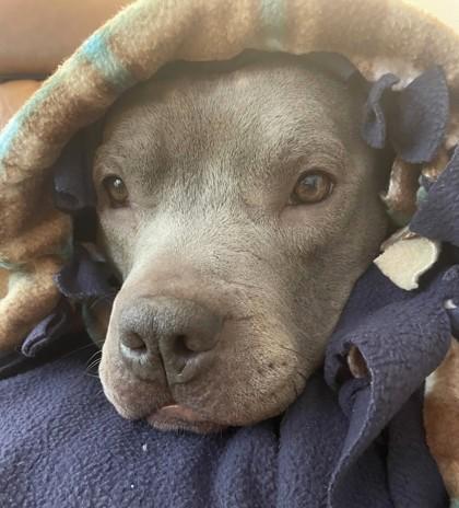 Enlarge Maggie May, a Adoptable mixed breed in Seattle, WA image 3/3