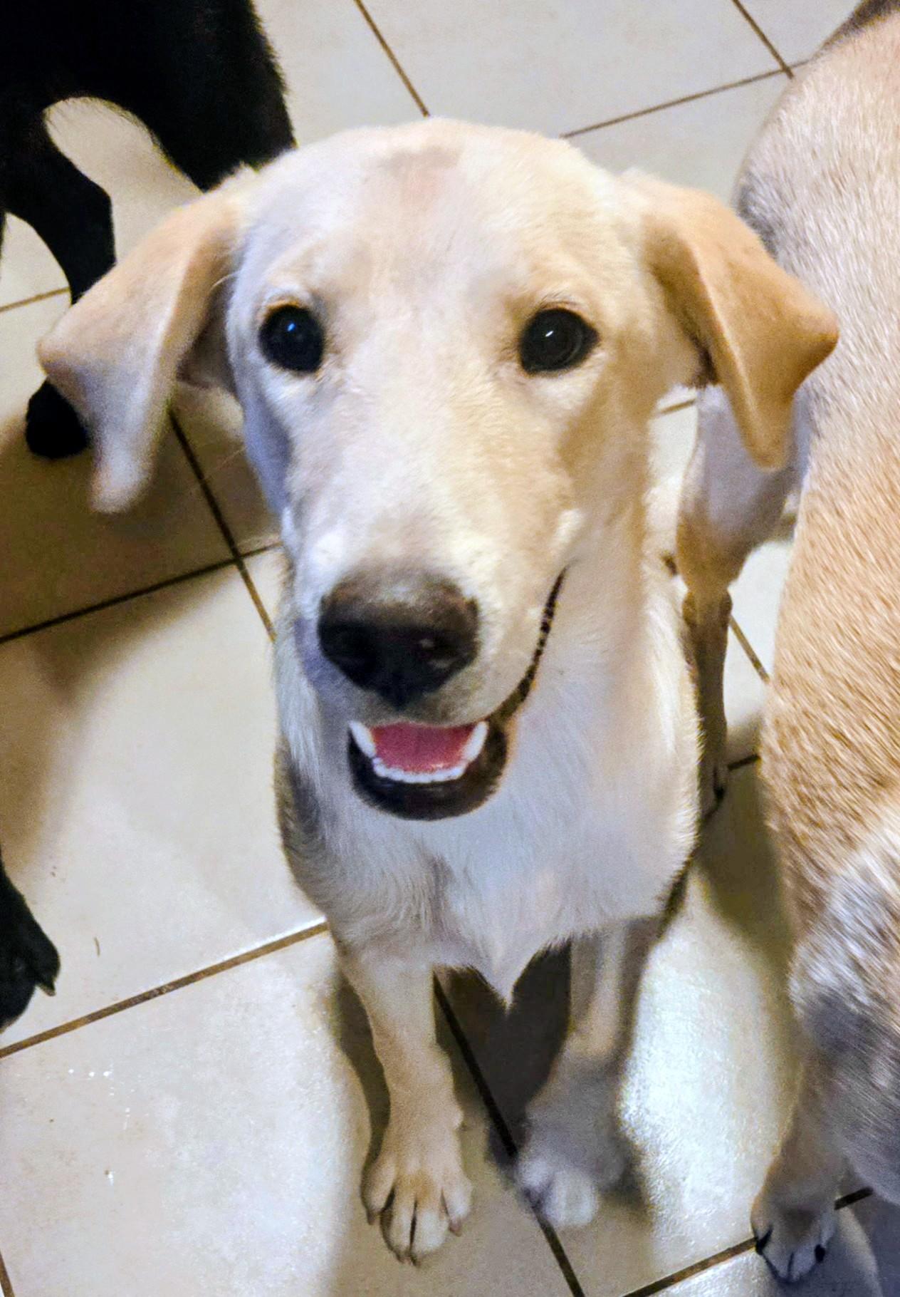 Blondie, ADOPTABLE, Young Female Labrador Retriever.
