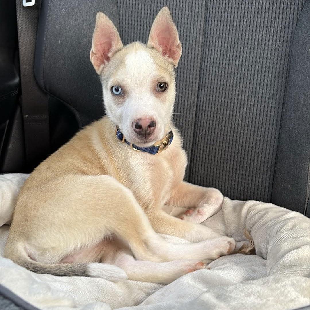 Enlarge Petunia, a Adoptable Cattle Dog in Mebane, NC image 1/3