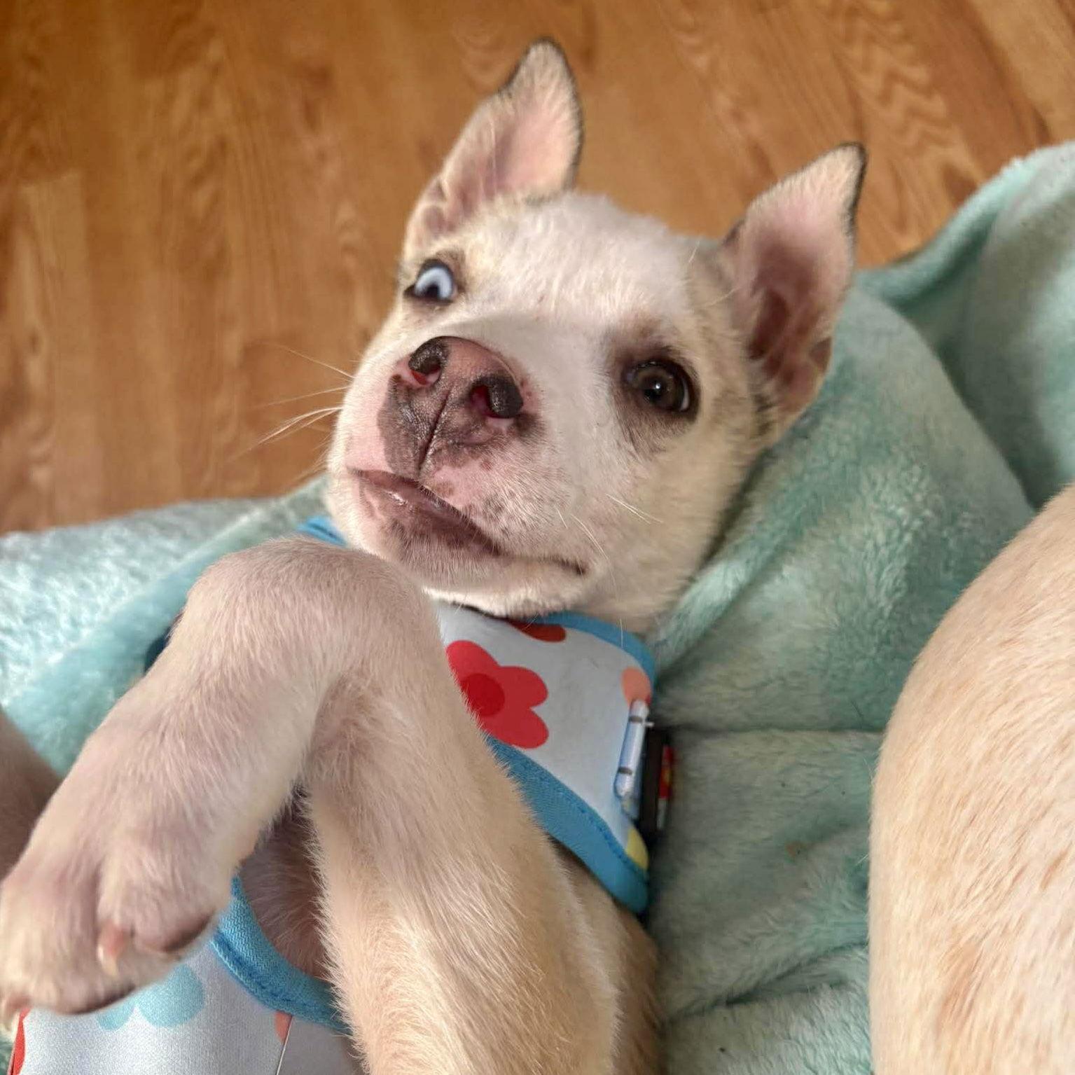 Petunia, Adoptable, Puppy Female Cattle Dog.