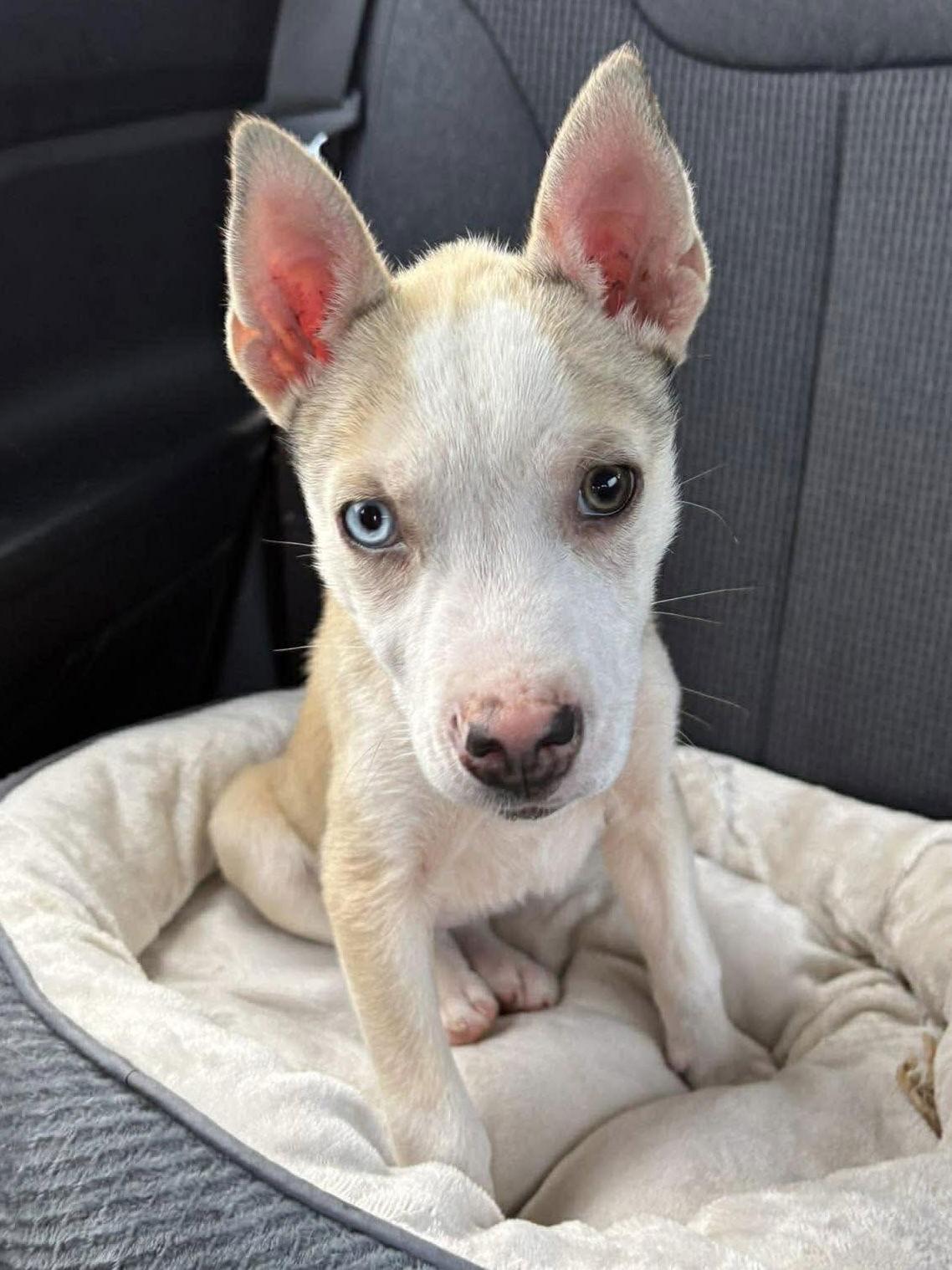 Enlarge Petunia, a Adoptable Cattle Dog in Mebane, NC image 2/3