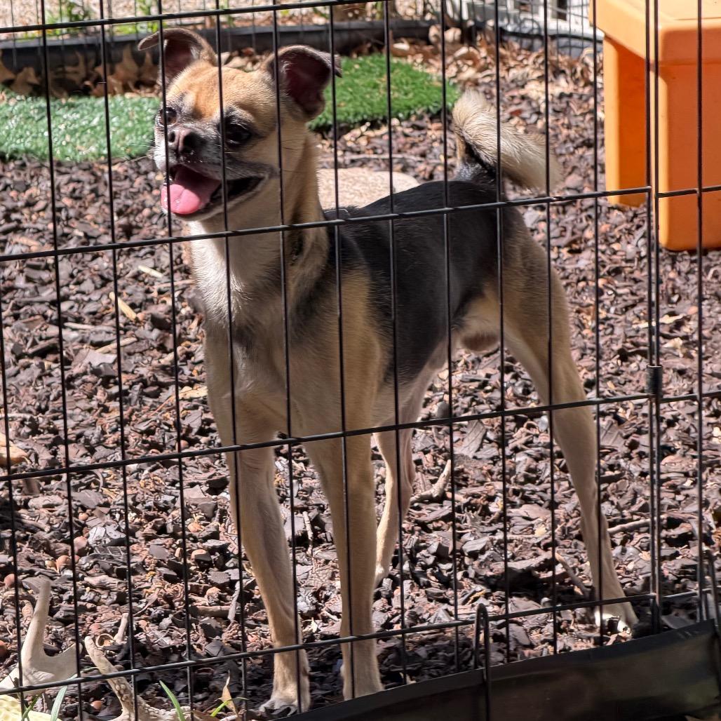 Pugsley, a Adoptable mixed breed in Kansas City, MO image 1/2
