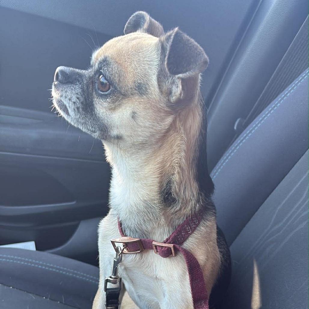 Pugsley, a Adoptable mixed breed in Kansas City, MO image 2/2