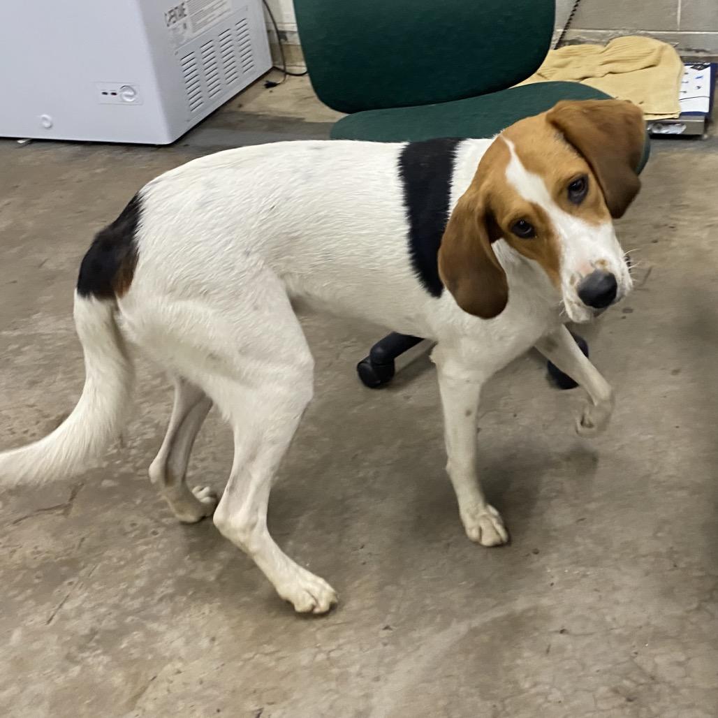 Enlarge Dolly Jo, a Adoptable Coonhound in Corbin, KY image 1/2