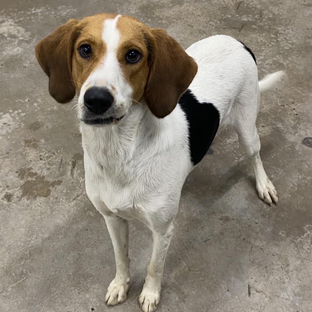 Enlarge Dolly Jo, a Adoptable Coonhound in Corbin, KY image 2/2