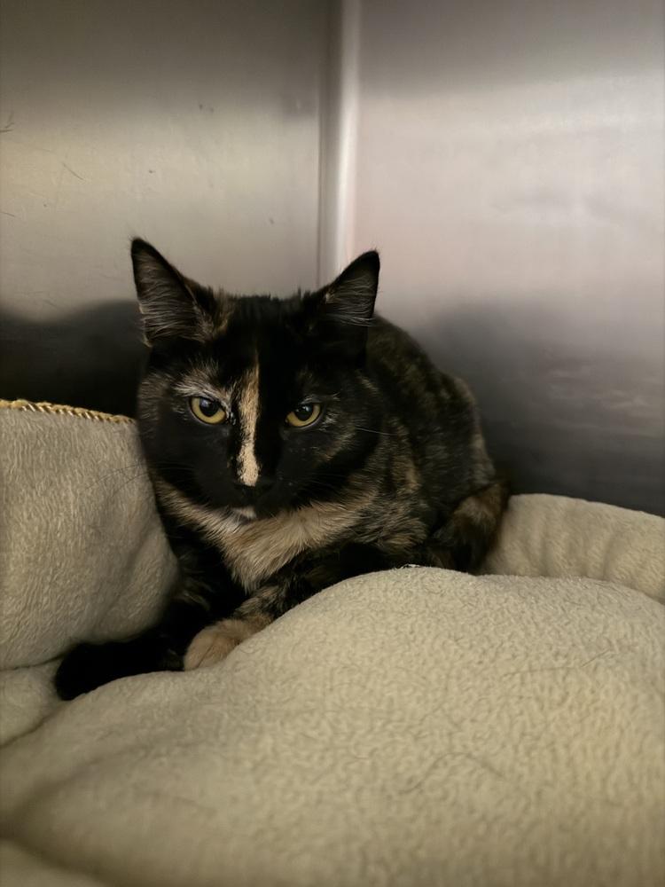 Beyonce, Adoptable, Kitten Female Domestic Short Hair.