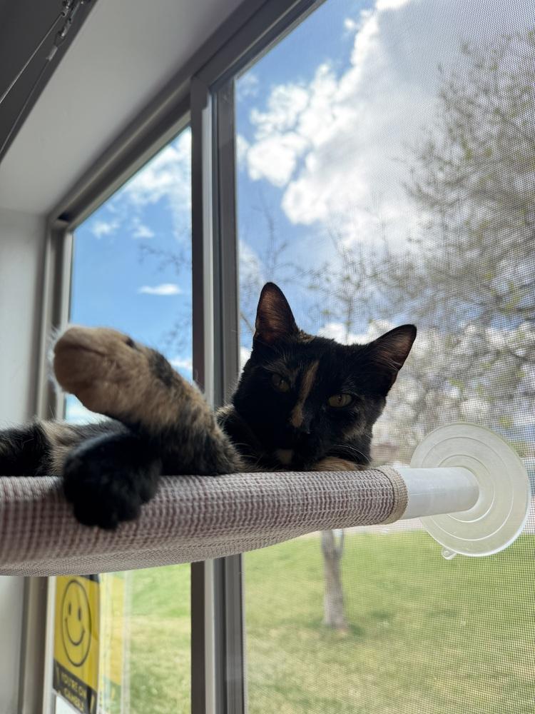 Enlarge Beyonce, a Adoptable mixed breed in Salmon, ID image 2/2