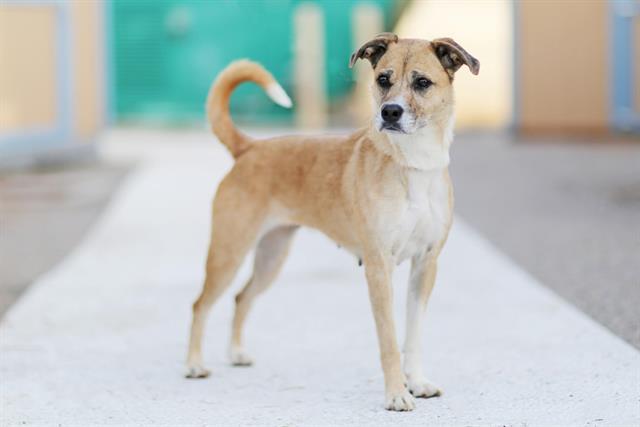 NICHOL, a Adoptable mixed breed in Albuquerque, NM image 1/2