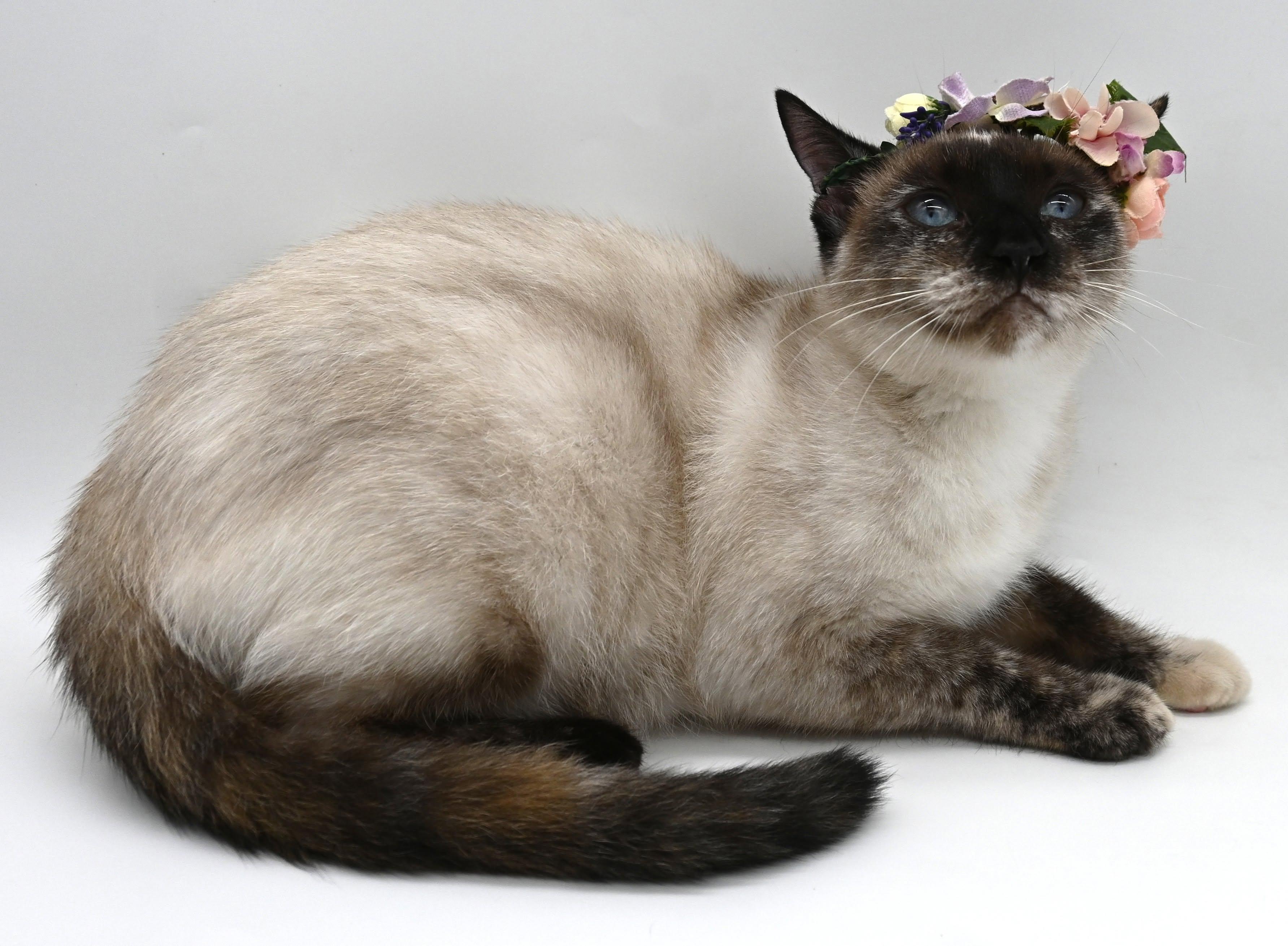 Enlarge Momma Mocha, a Adoptable Siamese in Mobile, AL image 4/6