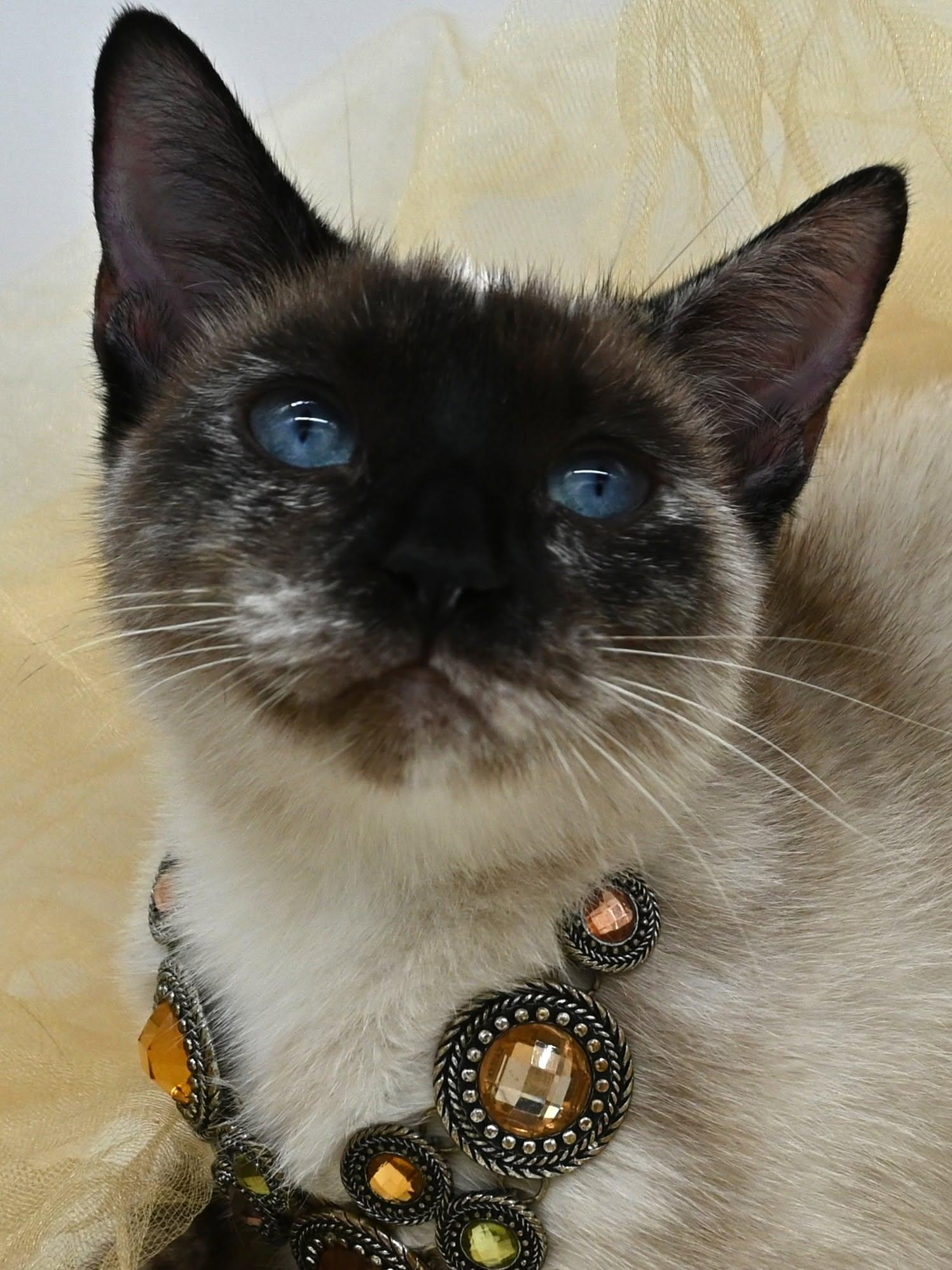 Enlarge Momma Mocha, a Adoptable Siamese in Mobile, AL image 6/6