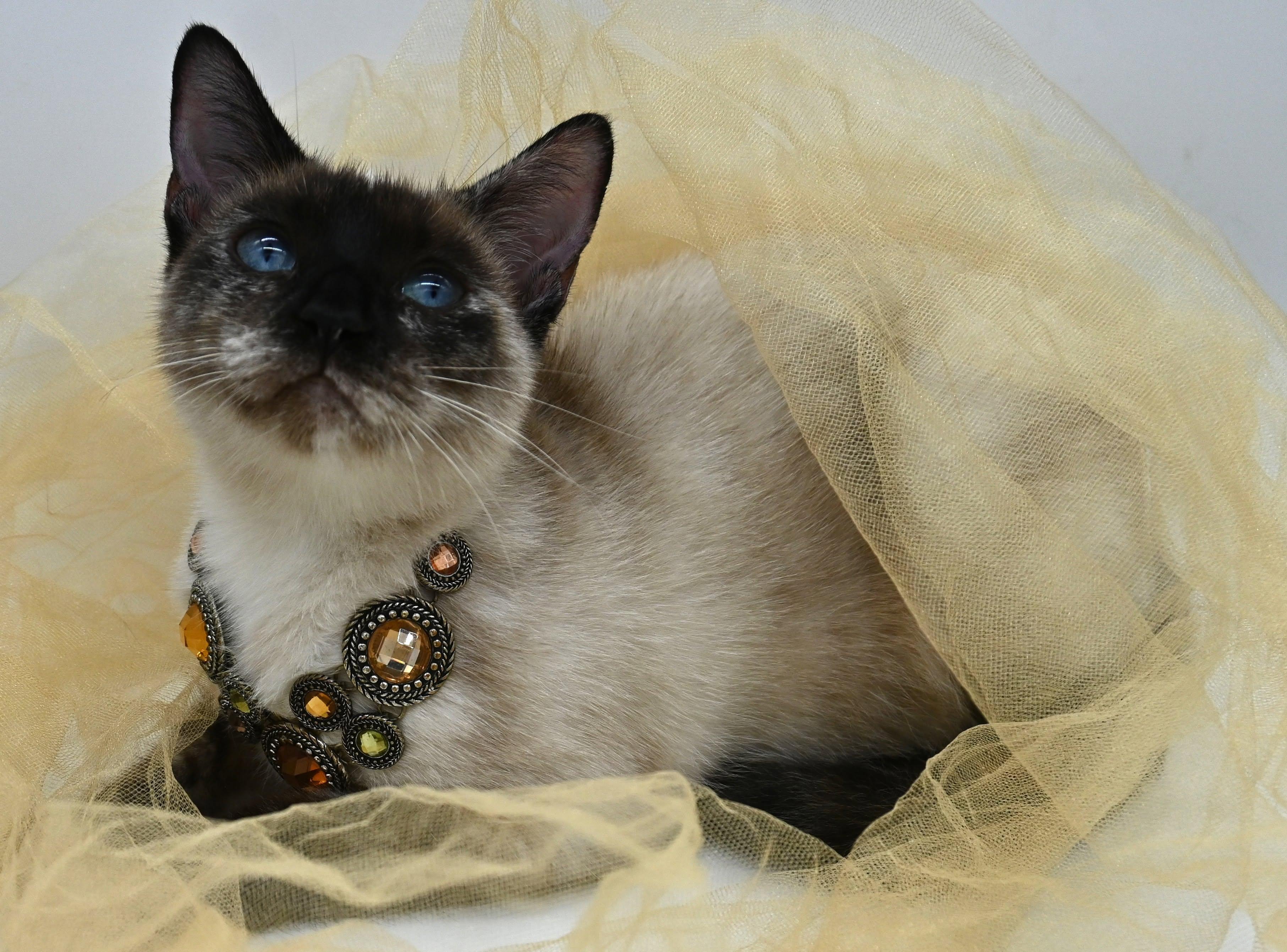 Momma Mocha, Adoptable, Young Female Siamese.